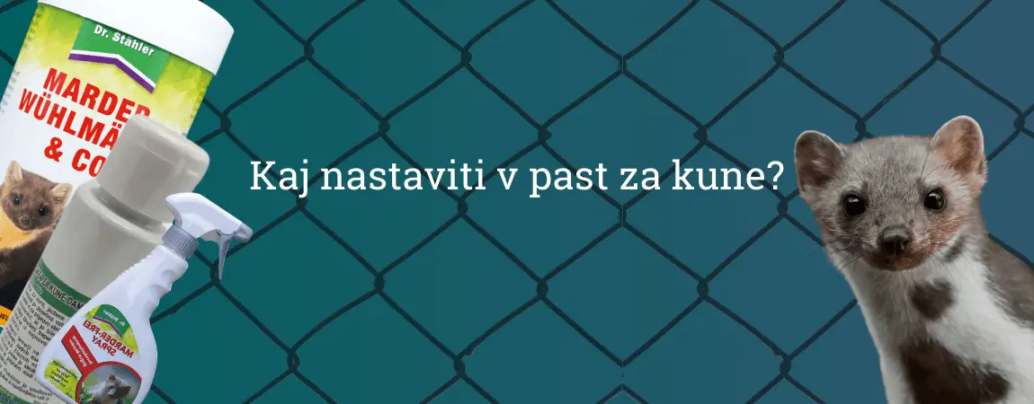 Kaj nastaviti v past za kune?