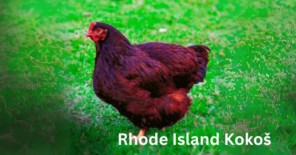 Rhode Island kokoši