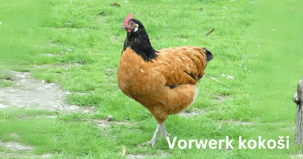 Vorwerk kokoši