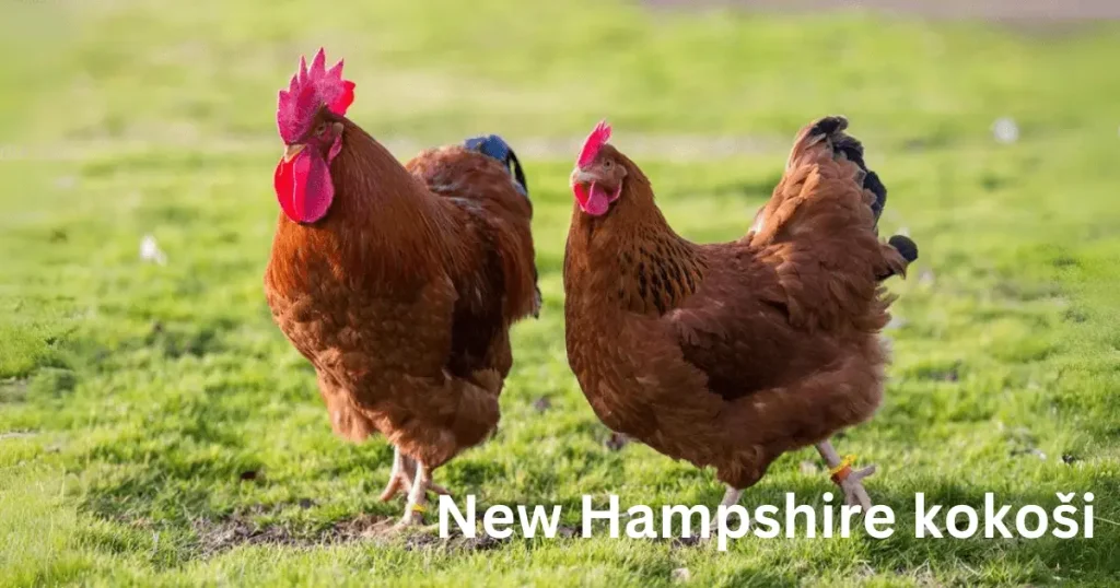 New Hampshire kokoši