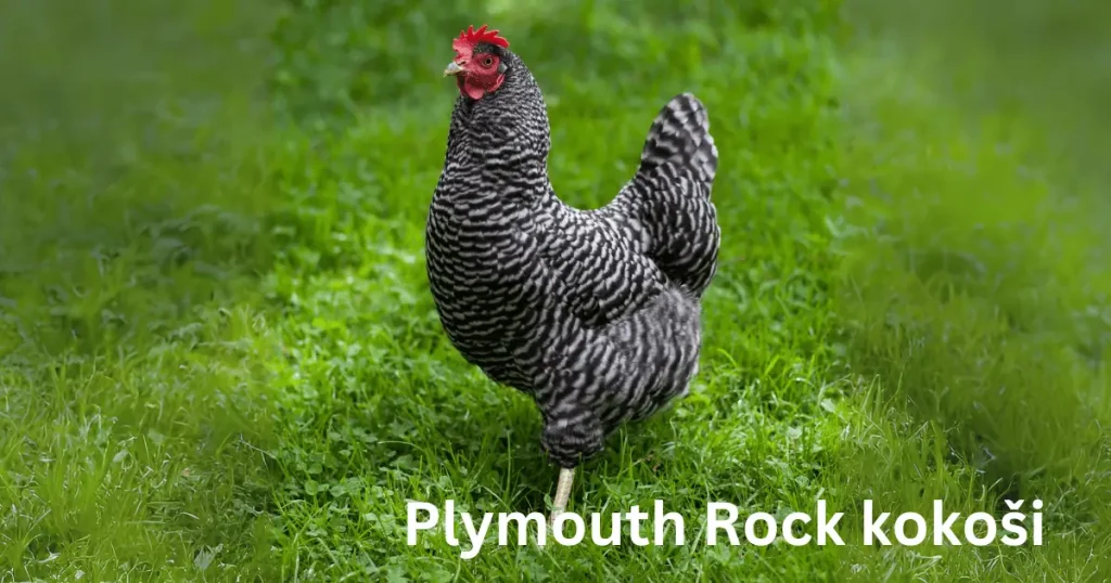 Plymouth Rock kokoši