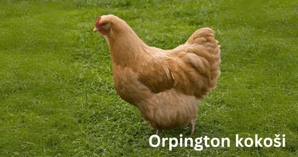 Orpington kokoši