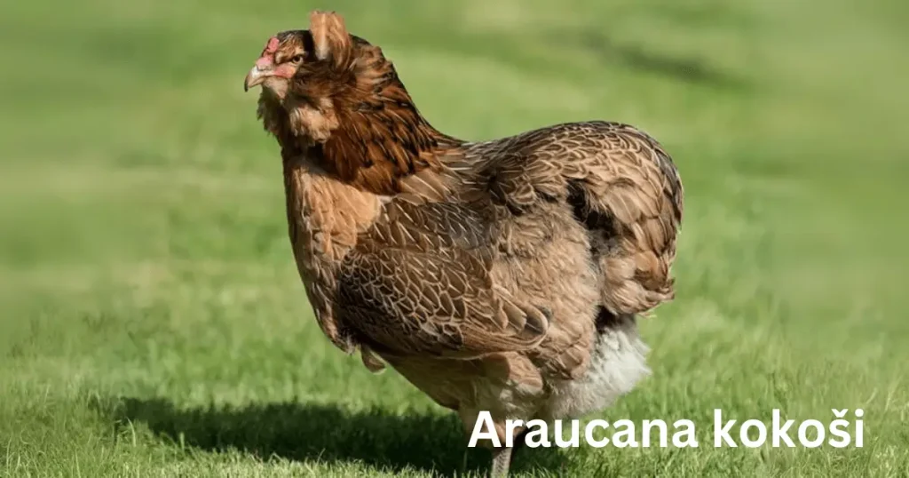 Araucana kokoši