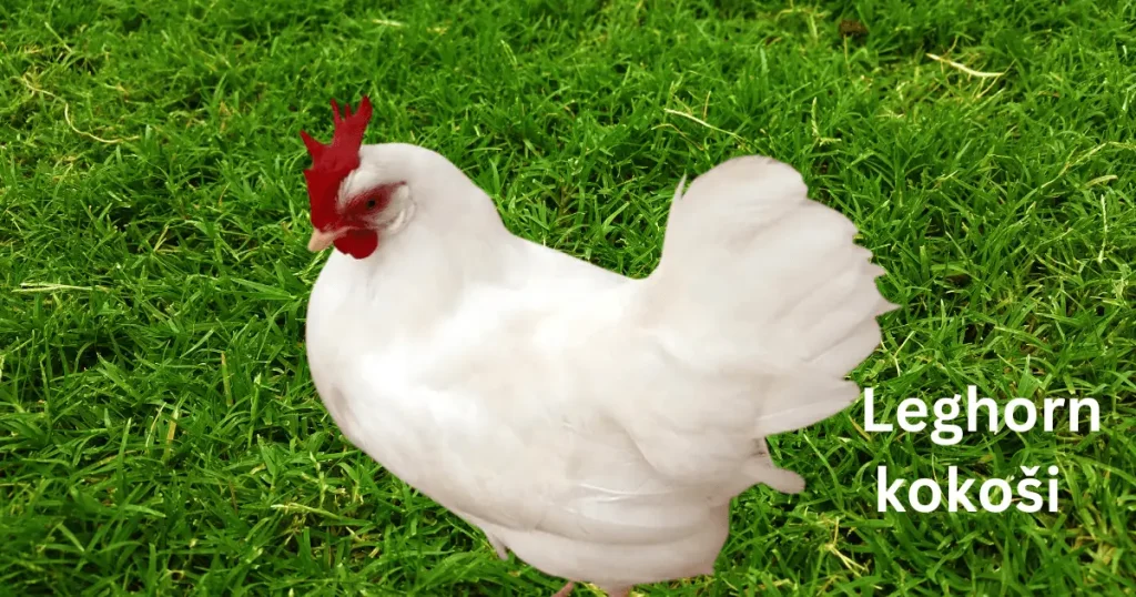 Leghorn kokoši