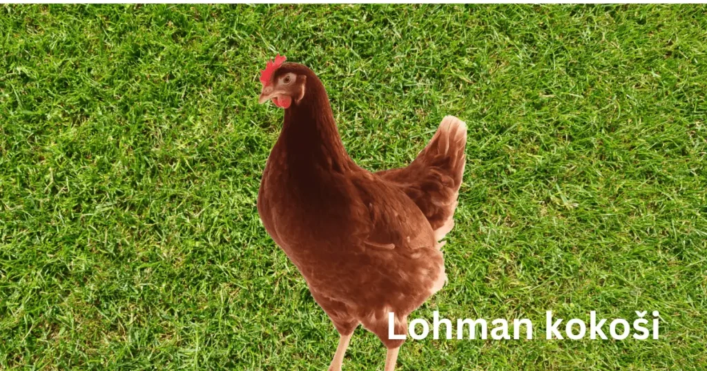 Lohman kokoši