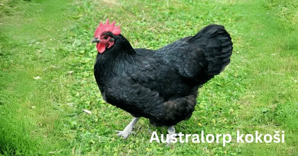 Australorp kokoši