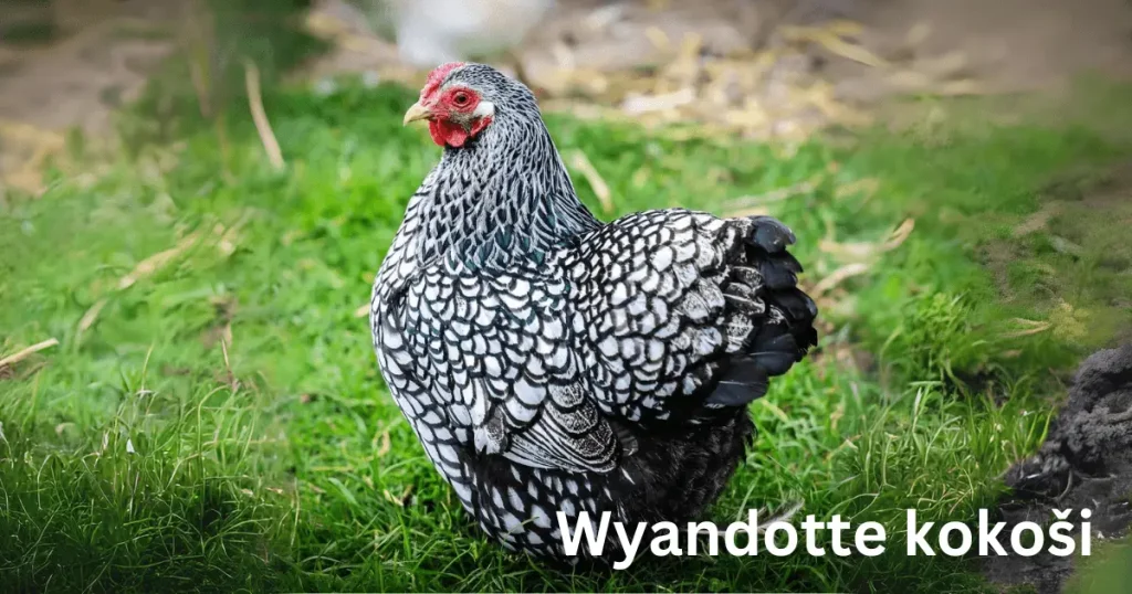 Wyandotte kokoši