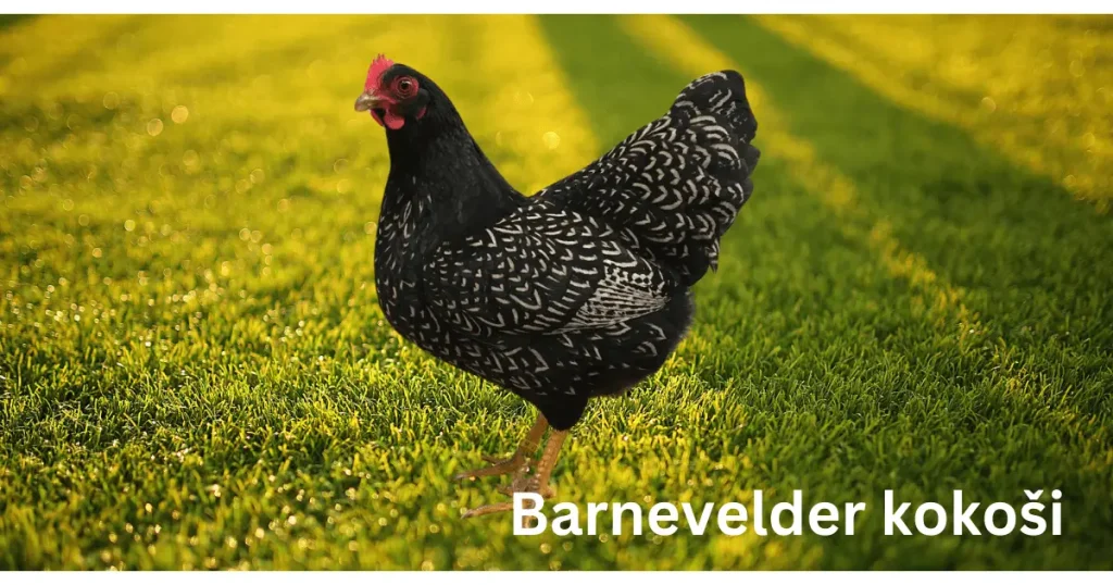 Barnevelder kokoši