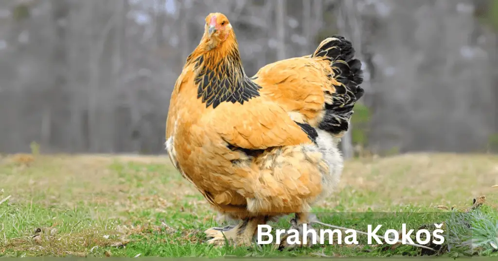 Brahma kokoš