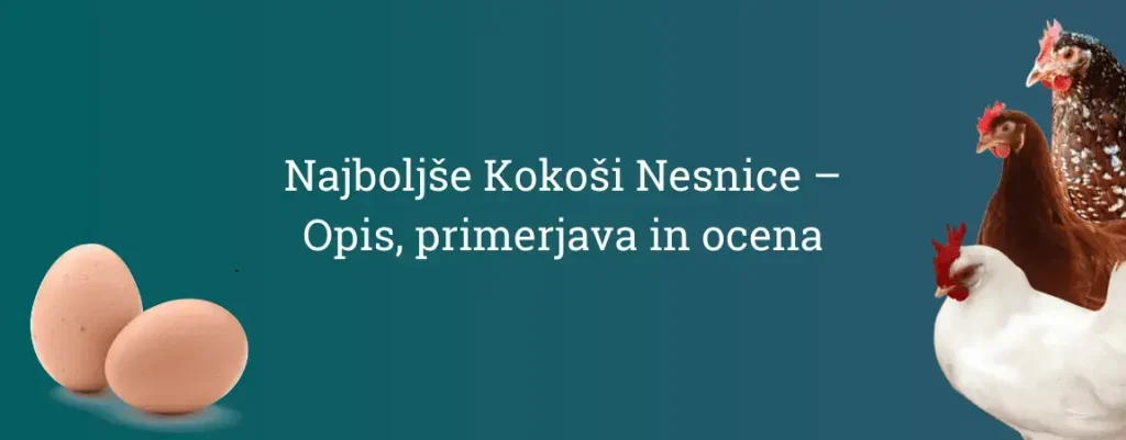 Najboljše Kokoši Nesnice