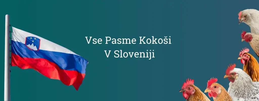 Pasme kokoši