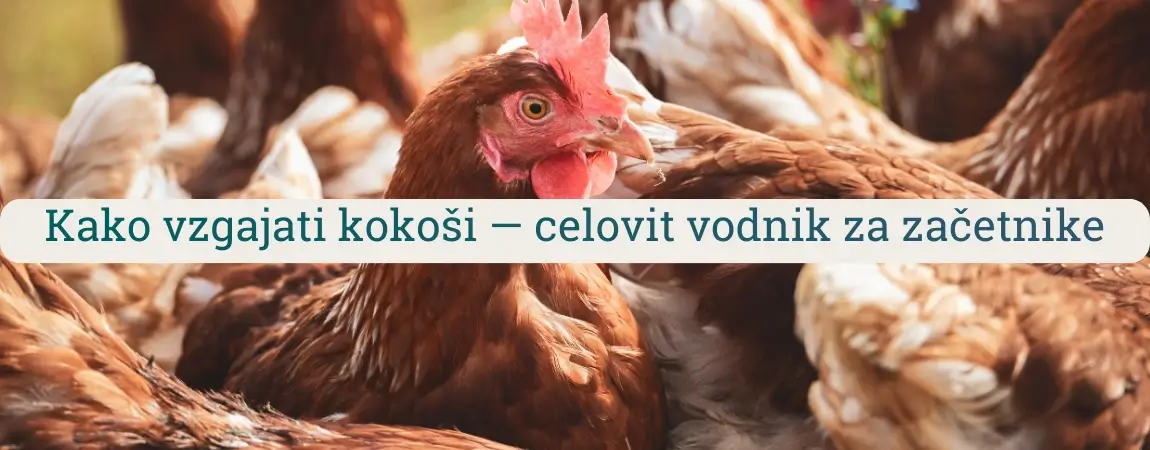 Kokoš 101 – zdrave rjave nesnice v izpustu pri domači reji kokoši za jajca in začetnike