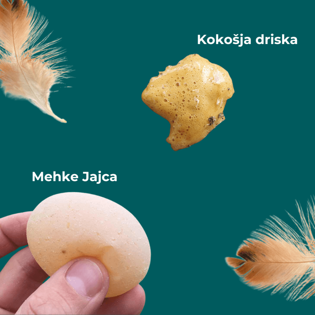 Bolezni kokoši