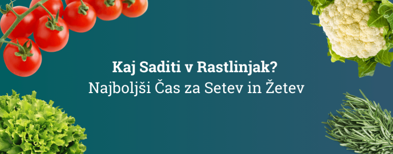 Kaj Saditi v Rastlinjak