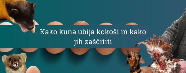 Kako kuna ubija kokoši