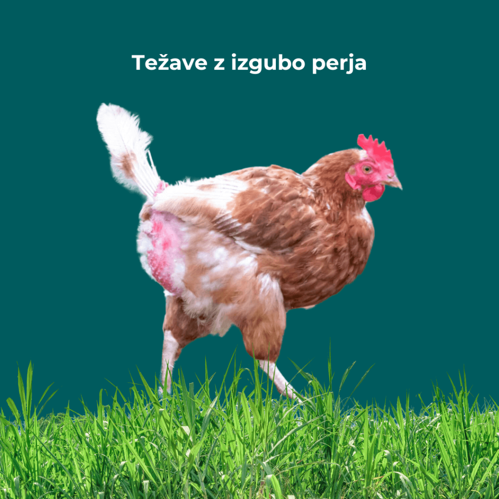 Težave z izgubo perja - bolezni kokoši