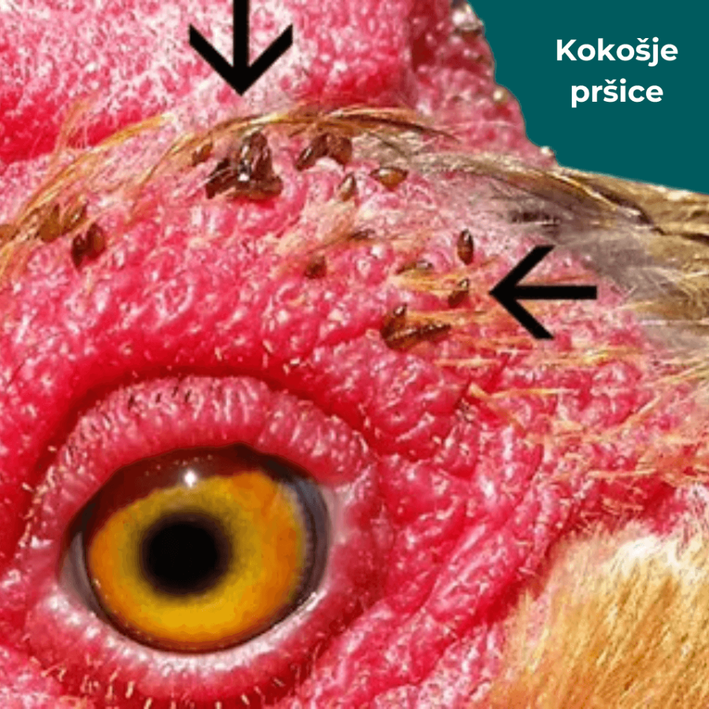bolezni kokoši - zajedavci