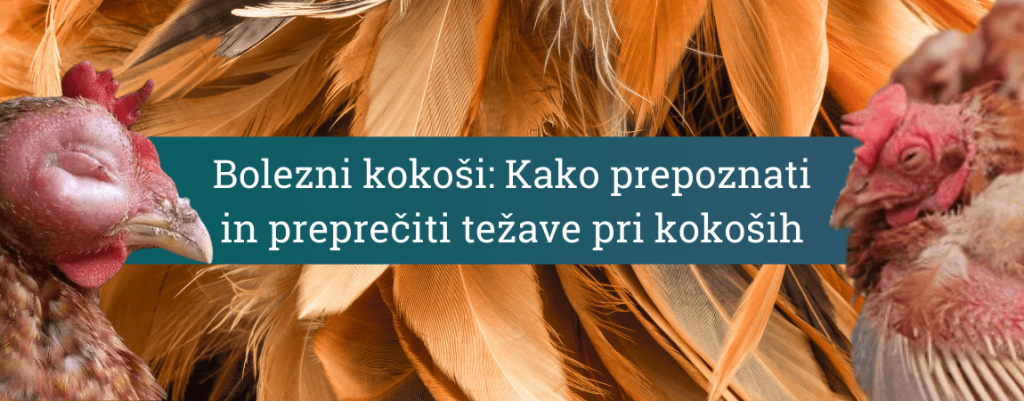 bolezni kokoši
