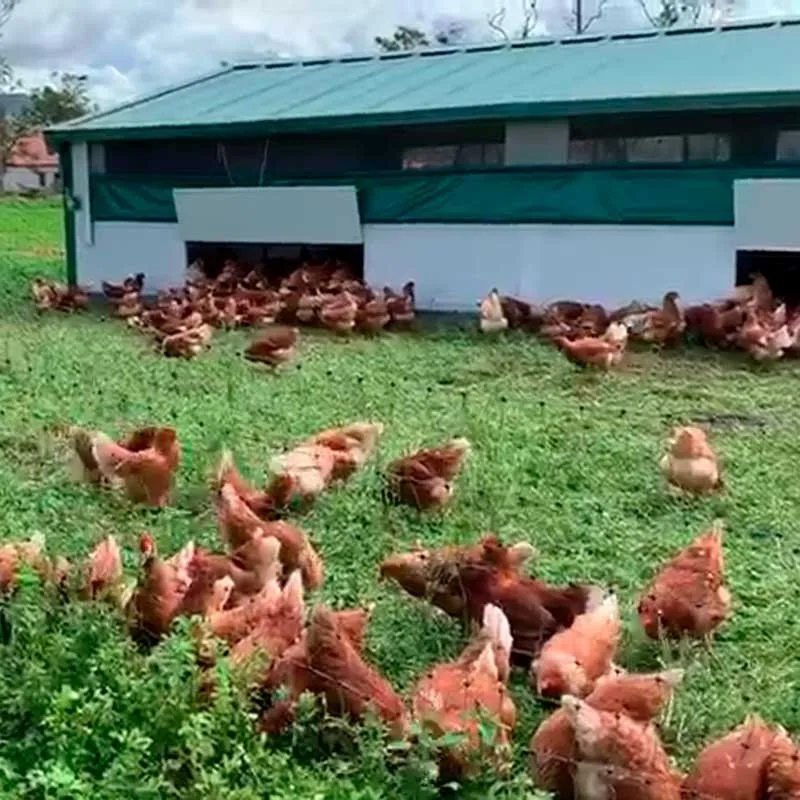 Mobilni kokošnjak Continental – ekološki, premični in popolnoma izoliran sistem za vrhunsko rejo - slika 2