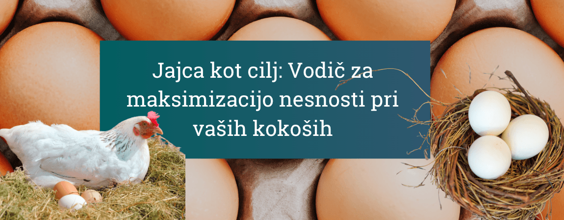 Jajca-kot-cilj-vodič-za-maksimizacijo-nesnosti-vaših-kokoši