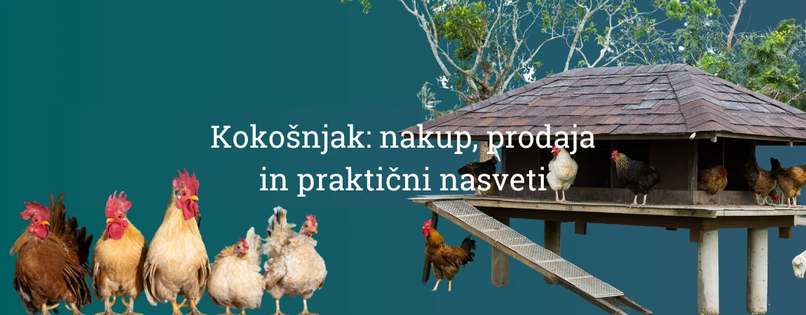 rabljeni kokošnjak