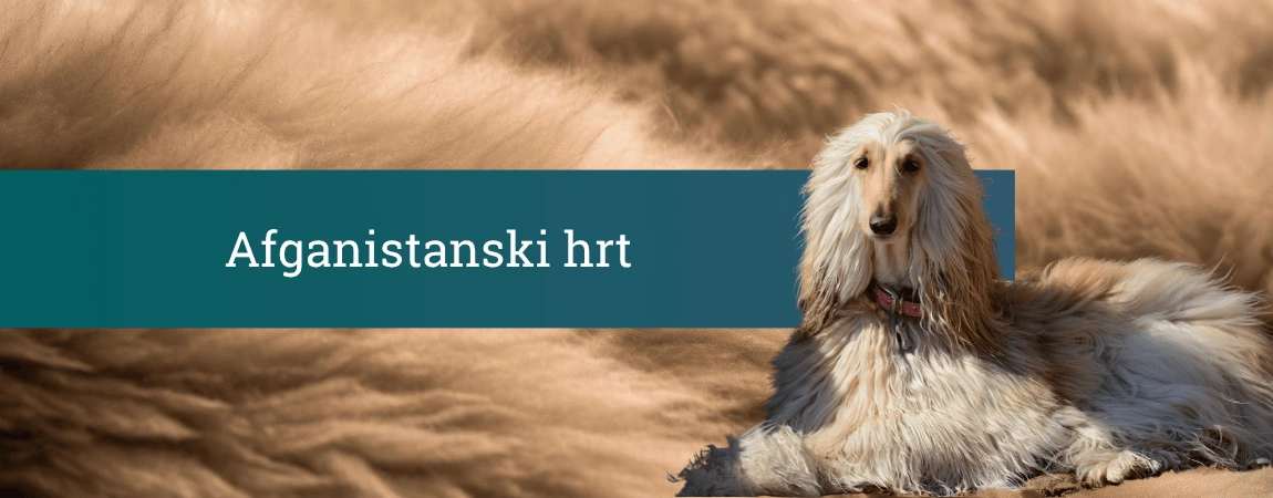 Afganistanski hrt z dolgo svilnato svetlo dlako, ki leži na peščeno rjavem ozadju ob napisu Afganistanski hrt