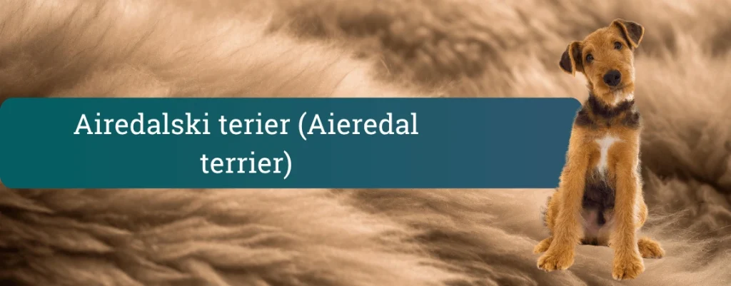 Pasma Airedale Terrier na bež dlakavem ozadju z napisom “Airedalski terier (Aieredal terrier)” na zelenem traku.