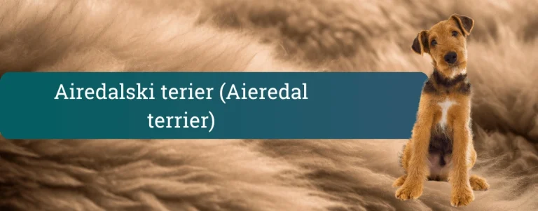 Pasma Airedale Terrier na bež dlakavem ozadju z napisom “Airedalski terier (Aieredal terrier)” na zelenem traku.