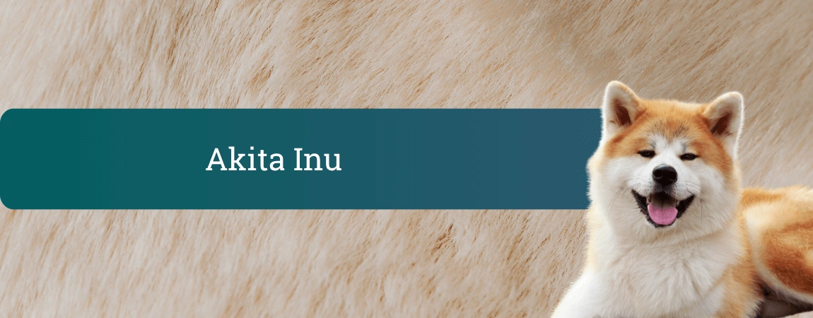 Nasmejana rdeče-bela akita inu leži pred ozadjem v barvi pasje dlake, ob strani je zelen pas z napisom »Akita Inu«.