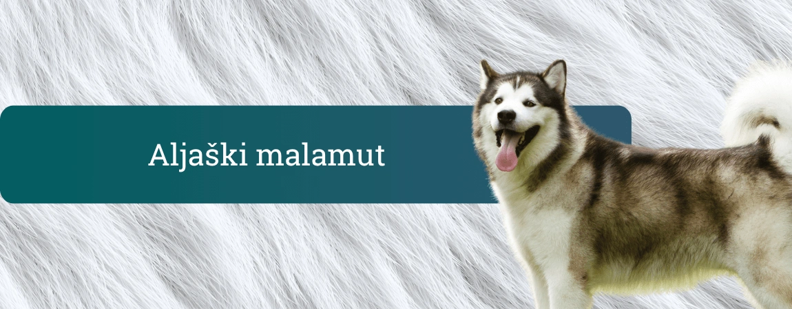 Aljaški malamut stoji pred svetlim ozadjem iz bele dlake, z odprtimi usti in iztegnjenim jezikom, kot simbol močnega, družabnega polarnega psa.