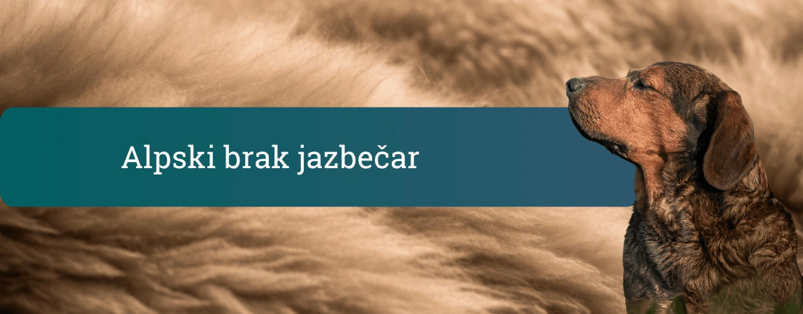 Alpski brak jazbečar v profilu pred mehkim rjavim ozadjem kožuha in pasjim naslovnim trakom z napisom »Alpski brak jazbečar«.