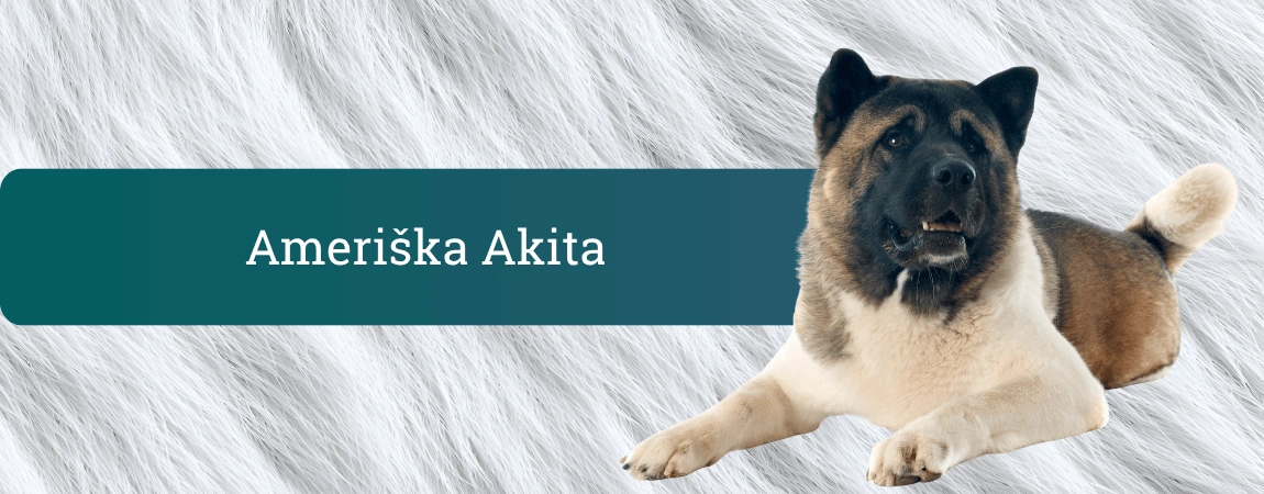 Ameriška akita, velik dvoplastno odlakan pes, leži na belem kožuščku ob naslovu bloga o pasmi.