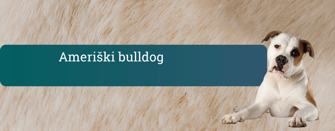 Ameriški buldog leži na svetlem ozadju in z rahlo nagnjeno glavo pozorno gleda v kamero.