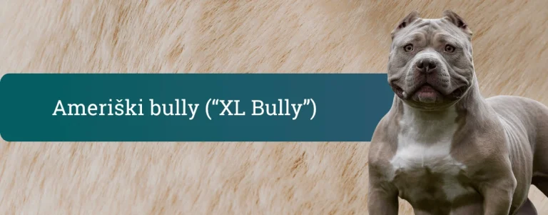 Močan ameriški bully stoji pred nevtralnim ozadjem in samozavestno gleda v kamero.