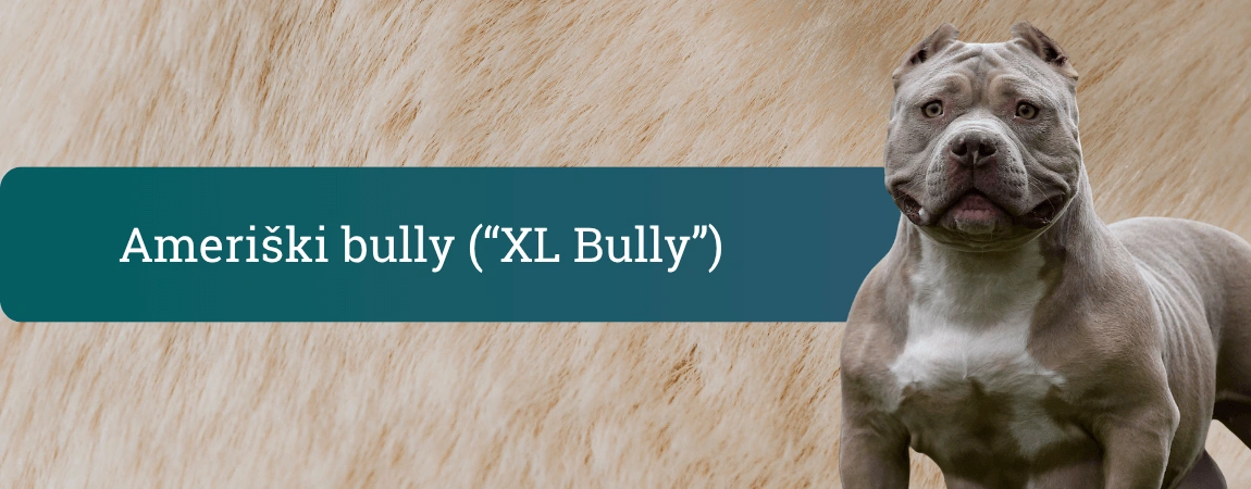 Močan ameriški bully stoji pred nevtralnim ozadjem in samozavestno gleda v kamero.