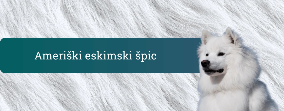 Ameriški eskimski špic stoji pred belim kožuhastim ozadjem, snežno bel pes z značilnim špičastim izrazom.