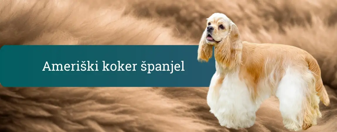 Ameriški koker španjel s svetlo svilnato dlako stoji na mehkem rjavem ozadju in z nežnim pogledom zre v kamero.