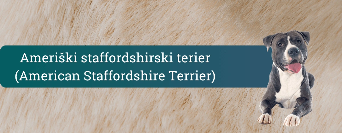 Nasmejan ameriški staffordshirski terier, črno-bel mišičast pes, ki leži pred ozadjem barve pasje dlake.