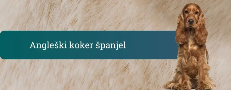 Angleški koker španjel, zlato rjav pes z dolgimi ušesi, ki sedi pred svetlim kožuhastim ozadjem ob napisu »Angleški koker španjel«.
