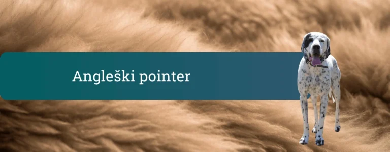 Angleški pointer stoji na rjavem, mehkem ozadju pasje dlake ob pasici z napisom Angleški pointer
