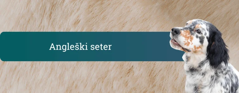 Angleški seter, ki gleda navzgor pred svetlim ozadjem pasje dlake z napisom Angleški seter