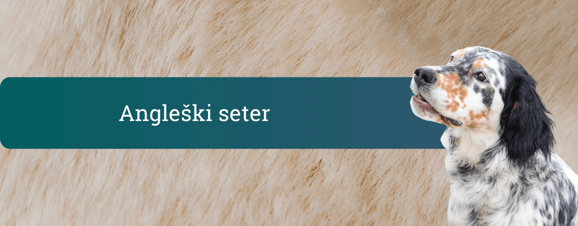 Angleški seter, ki gleda navzgor pred svetlim ozadjem pasje dlake z napisom Angleški seter