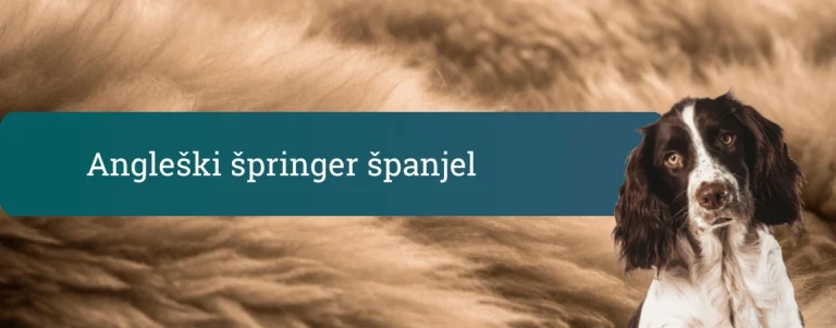 Angleški špringer španjel, ki gleda v kamero pred mehkim rjavim ozadjem z napisom Angleški špringer španjel