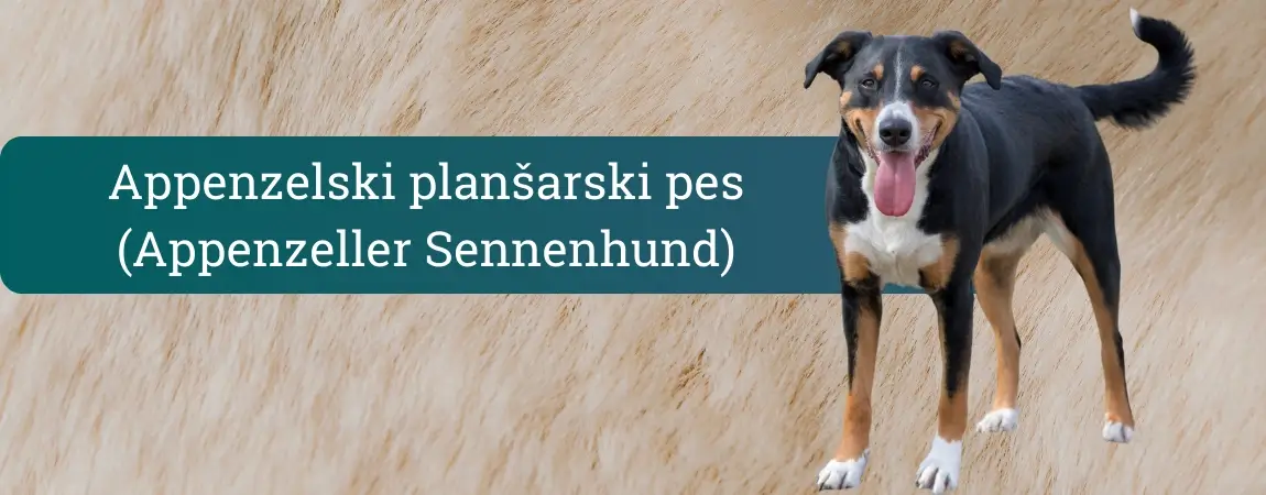 Appenzeller sennenhund – črno-rjav trikolorni appenzelski planšarski pes stoji na svetlem ozadju in veselo gleda v kamero z iztegnjenim jezikom