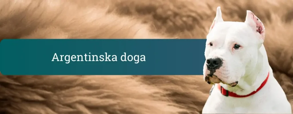 Glava bele argentinske doge z rdečo ovratnico pred mehkim rjavim ozadjem in pasico z napisom »Argentinska doga«.