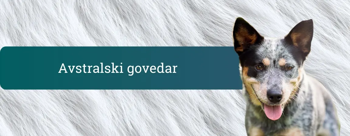 Glava avstralskega govedarja ob belem kosmatem ozadju in pasici z napisom »Avstralski govedar«.