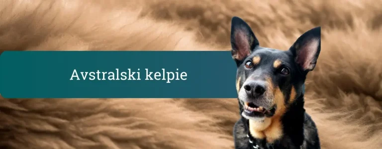 Fotografija črno-rjavega avstralskega kelpija z dvignjenimi ušesi pred mehkim rjavim ozadjem z napisom »Avstralski kelpie«.