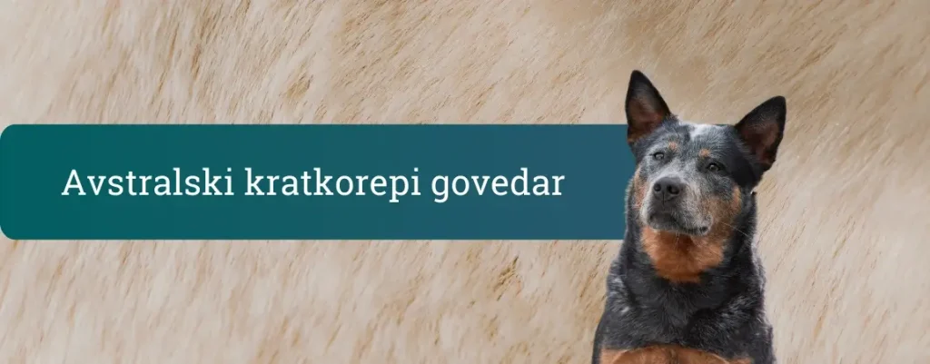 Avstralski kratkorepi govedar z naravno kratkim repom in modro-rjavo dlako, ki pozorno gleda v objektiv na svetlem bež ozadju.