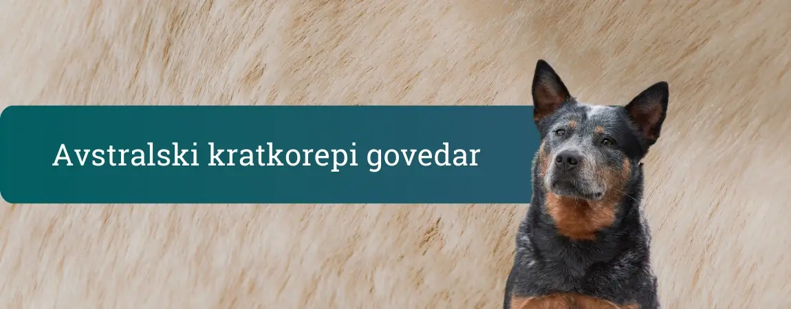 Avstralski kratkorepi govedar z naravno kratkim repom in modro-rjavo dlako, ki pozorno gleda v objektiv na svetlem bež ozadju.