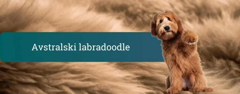 Avstralski labradoodle sedi na zadnjih tacah pred puhastim ozadjem in prijazno dvigne tačko